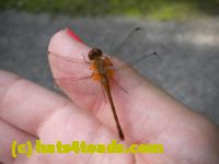 /home//u458753944/public_html/sourcegallery/////////////Insects and small critters/dragonflies and damselflies/DSCN1220.JPG